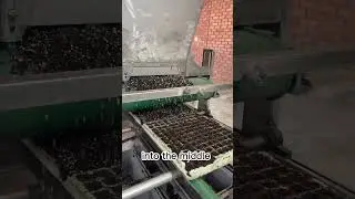 Как в этом питомнике для рассады выращивают идеальные растения 🌱 #фермерство #африка #питомник