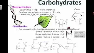 Carbohydrate Structure (2016) IB Biology