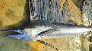 Huge Indo Pacific Sail Fish Cutting