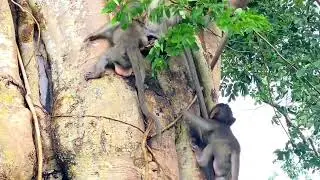 Mila Troop Monkey! Cute Baby play on the tree