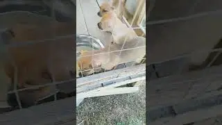mountain Feist puppies