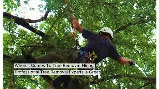 Palm Tree Trimming Services in Phoenix | treeservicephoenix.org