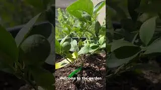 Mexican lime tree aka key limes #gardening #plant #garden #diy