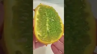 Blowfish fruit? 🐡 Let&rsquo;s grow it 🤷🏼&zwj;♀️ #kiwano #melon #exotic #fruit #howtowithjessie