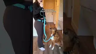 I Wish I Got This Hands-Free Dog Leash Sooner! #handsfreeleash #handsfree