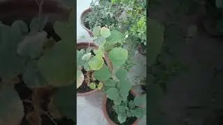 Falsa Plant grow from seeds # viral # Short # lena