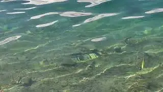 Endemic Snow trout Fish in RARA Lake, Mugu, Nepal