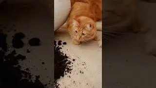 Dog: Calm. Cat: CHAOTIC. 😭🐾 #FunnyPets #ViralAnimals #DogReaction #CatDrama #miniviralz