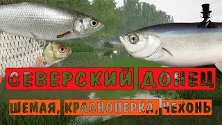 Шемая, красноперка, чехонь! - Река Северский Донец - Русская Рыбалка 4.