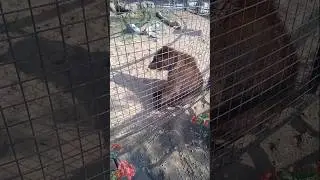 baby Panda#short#viral#trading
