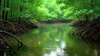 Full Video - 1 Hour Peaceful Rain Over Mangrove Lagoon | 4K Relaxing Nature #mangrove #rain #lagoon