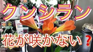 【クンシラン育て方】花が咲かない時咲かせ方💐