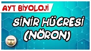 Sinir Hücresi (Nöron) #sayfa12
