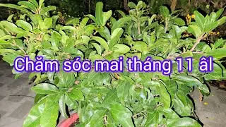 Chăm s&oacute;c mai th&aacute;ng 11 &acirc;m lịch