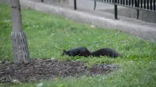 black squirrel toronto