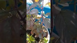 #tulsi #ytshorts #youtube #viralvideo #homeplant