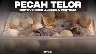 Pecah Telor! - Captive Bred Kura Aldabra pertama di 88Torto!