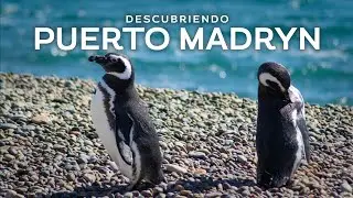 Guía para visitar Puerto Madryn - Pingüinera, Parque Paleontológico y Astroturismo - Vlog 3/4 🇦🇷