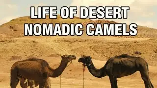 Camel Animal Full Information | Life, Food & Survival