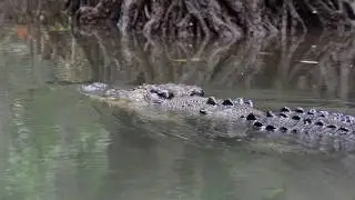 Saltwater Crocodile on the Daintree River North Queensland