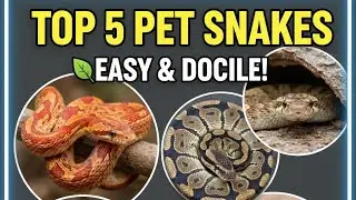 Top 5 Pet snakes to keep as a pet 