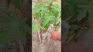 Mam&atilde;o macho e femia