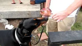 Eddie the doberman eats a drumstick at the Ren-Fest