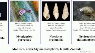 Mollusca, ordre Stylommatophora, famille Zonitidae magna uva romaine australis dux fragilis flavus