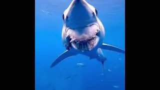 #whaleshark #oceanlifestyle #marineanimals #stayandwander #scuba #oceanworld #southafrica #freedive