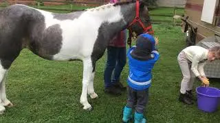 Serens story, from wild welsh pony to child's pony