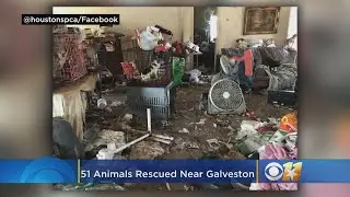 51 Animals, Including Chickens, Goats And Horse Rescued From &lsquo;Deplorable&rsquo; Hoarder&rsquo;s Home