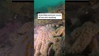 Scientists uncover cause of sea star wasting disease