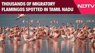 Tamil Nadu News | Thousands Of Migratory Flamingos Spotted In Tamil Nadu&rsquo;s Tirunelveli District