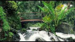 Ormanda Yağmur Sesiyle Uyku 💚 | Sleep with Refreshing Forest Rain - Nature Sleep Sounds 🌿