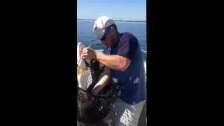 Fishing St lawrence fall diliberti and sons charters