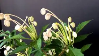 Clerodendrum incisum. ( Clerodendrum musical notes )