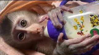 little orphan monkeys are healing their eyes