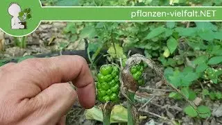 Gefleckter Aronstab - Unreife Fr&uuml;chte - 30.05.18 (Arum maculatum) - Giftige Wildpflanzen bestimmen