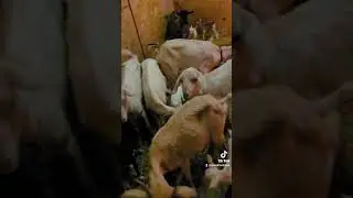 This #babygoat nursery is getting crowded! #shorts #grandmallama