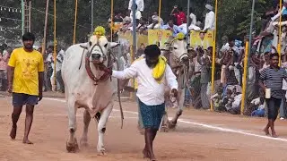 5జత A V R బుల్స్ అక్కినేని ముఖుల్ సత్య చౌదరి గారు మల్లవల్లి గ్రామం బాపులపాడు మ#viral#trending