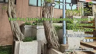 Trapped in Tiny Planters! Ficus benjamina 20251115