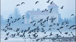 Vadlib&aacute;k - Tatai Vadl&uacute;d Sokadalom 2025 / Wild Geese - Tata Wild Goose Festival 2025
