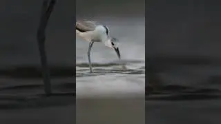 Crab plover #birds #ebird #birdsofindia #birdsofindiansubcontinent #birdsofkarnataka #indianbirds