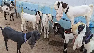 Hydrabadi goats and breeding setup and multiple breeds at Mr Nizam goat farm at vattapalli
