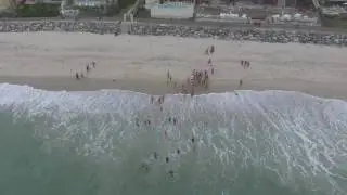 Gators Swim Club Training at Strands