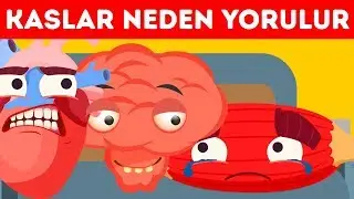 Neden Kaslarınız Yorulur Ama Beyniniz Yorulmaz