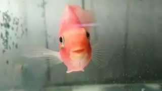 review beli ikan lele di toko ikan ndut_kebagusan graha wisata ragunan@eshavlog#viralvideo #ikan