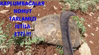 KAPLUMBAĞALAR NOHUT TARLAMIZI İSTİLA ETTİ! #doğa @macera @komedi @hayvanlar