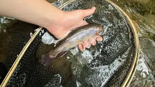Fly fishing a mountain stream for wild trout! ( Cumberland county)
