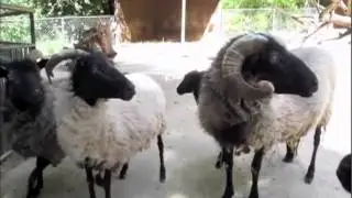 ESF'12_trailer